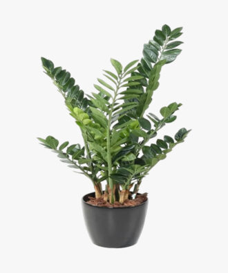 Healthy Vibe Green Zamia Zamioculas