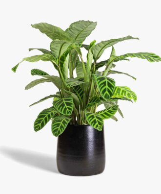 Calathea Zebrina Gloria Flower Plant