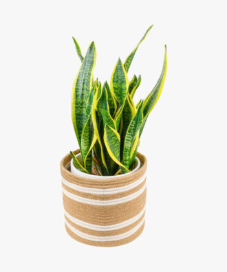 ExoticRarePlants Small Jute Modern Plant