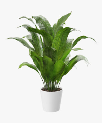 Little Krimson Aspidistra Indoor Plant