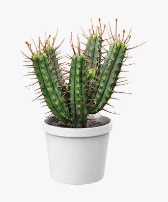 Euphorbia Natural Cactus Potted Plant