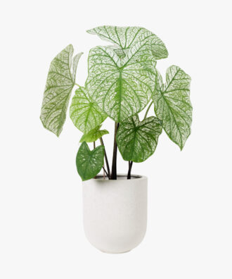 Alocasia Natural Polly Plant In White Pot